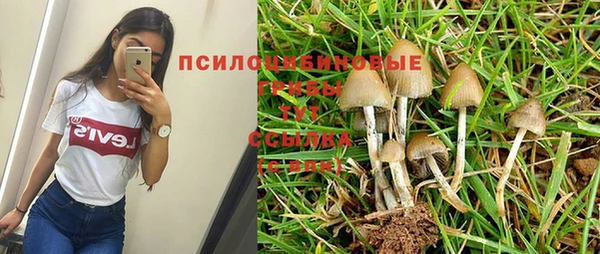 трава Белокуриха